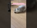 Look at the pure joy in this cat’s eyes ini action 🤗