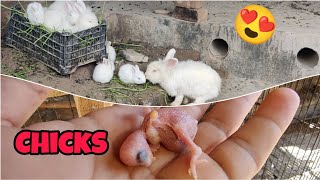 Baby rabbits mud hub sa nakal aha 😍 #birds #pets #petsvlogs