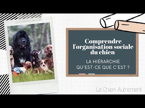 Vidéo: Qu'est-ce que la hiérarchie géographique ?