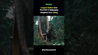 &quot;Largest Python Ever Found! Over 150kg in Indonesia! 😱🐍 #shorts #snake&quot;