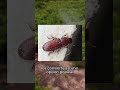 ¿Te preguntas por qué se crían escarabajos de la harina? 🐞🍽️ Descubre su papel como...