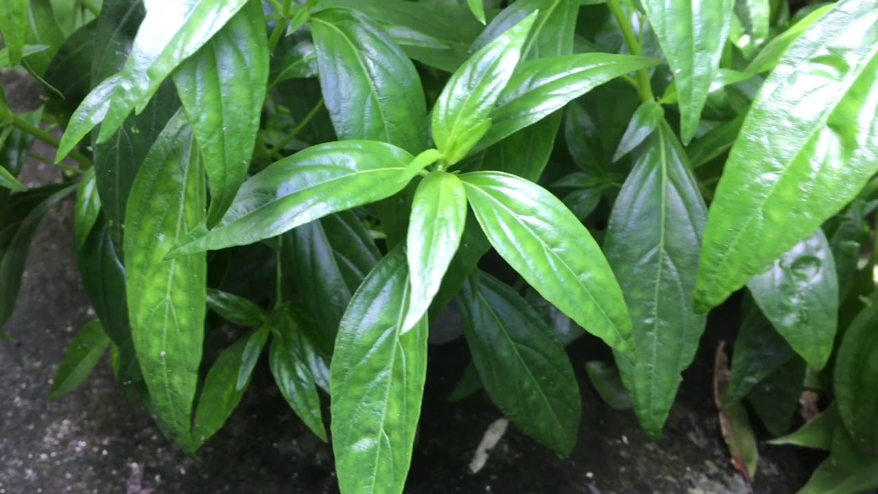 Serpentina Plant Leaves YouTube