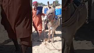 male donkey sound