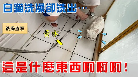 【豆漿 - SoybeanMilk】白貓一年後洗澡   竟然洗出... - 天天要聞