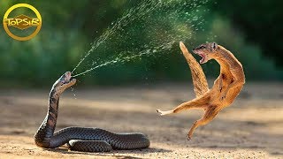 10 สัตว์คู่ปรับที่เจอกันทีไรต้องปะทะกันตลอด (จริงดิ) screenshot 4