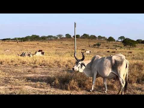 Vídeo: É a semana das vacas este ano?