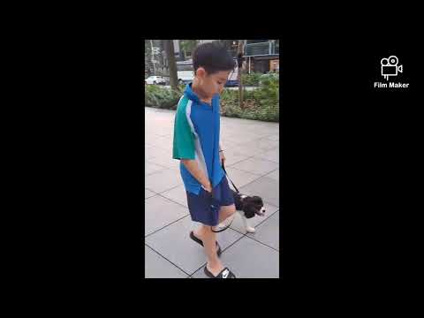 Obedience training for a Cavalier King Charles Spaniel puppy