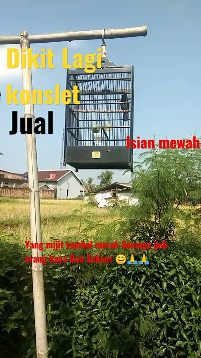 burung kacer suara hutan