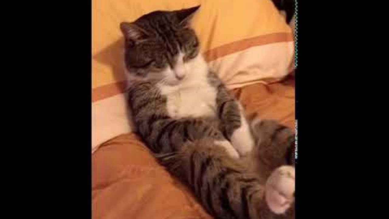 後ろ足ピーン 不思議な寝方をする猫 肉球ドットコム 299 Com