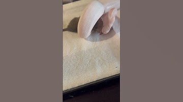 Python Vs Rat P2 #snake #python #share #short #video #shortsvideo #shortvideo #shorts