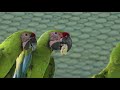 Enrichment in the Aviaries - Preparing Birds for a Life in the Wild