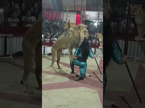 تسود ونمور أوسه الحلو