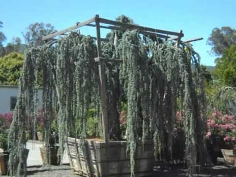 Weeping Blue Cedar You Weeping Blue Cedar