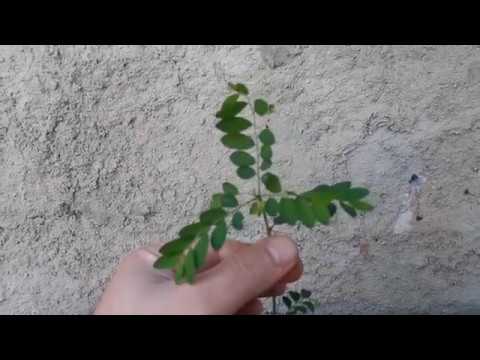 Como Plantar Facilmente Planta Medicinal Quebra Pedra No Vaso Ou