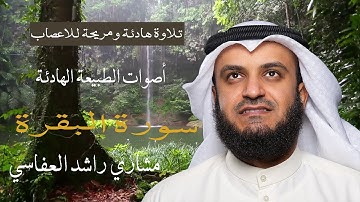 تلاوة هادئة ومريحة للاعصاب مشاري العفاسي سورة البقرة + أصوات الطبيعة الهادئة