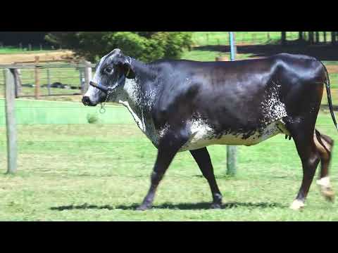 LOTE 148 5705CR