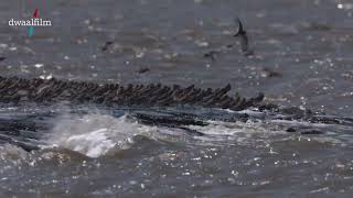 Dijken Als Rotsen Voor Overtijende Vogels