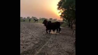 Bheem | Best sahiwal Bull in making