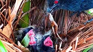 Anak burung bubut makin semangat jika induk nya membawakan makanan