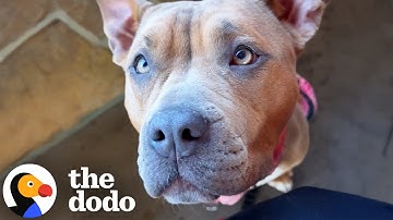 "Aggressive” Foster Dog Loves Cuddling Her Foster Brother | The Dodo