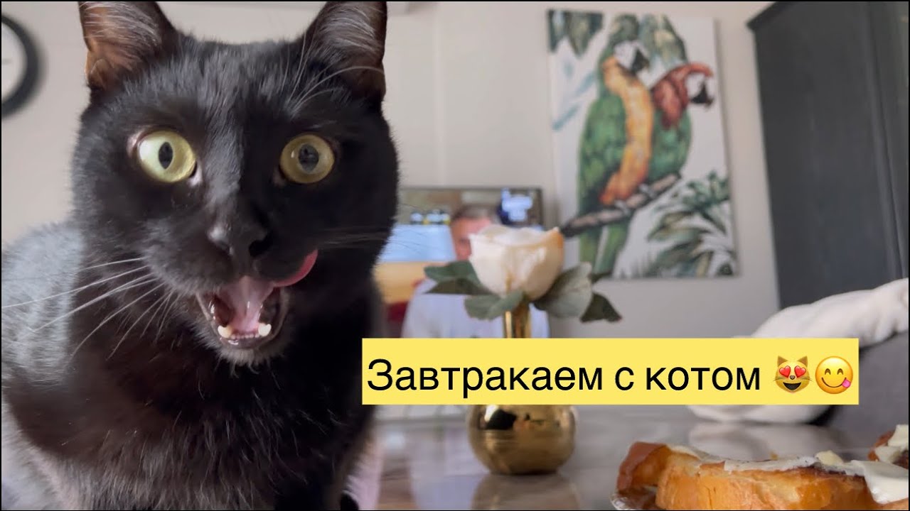 кот гладит птицу. добрый котейка. котик добрый кот. добрые коты. добрый кот видео.