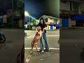 This is love #becgie #pets #trending #gsds #funny #puppy