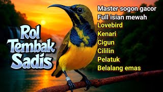 Bikin burung lebih gacor‼️ Masteran sogon full tembakan