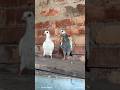 Couple Dodi Fulsira Baby Ready to Fly #trending #viral #trendingshorts #viralshorts #pigeon #kabutar