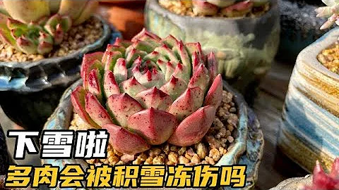 全國大範圍的降雪，你家的多肉被積雪覆蓋了嗎？積雪會凍傷多肉嗎全國大範圍的降雪，你家的多肉被積雪覆蓋了嗎？積雪會凍傷多肉嗎 - 天天要聞