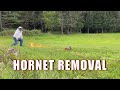 HORNET Removal | A Big Family Homestead VLOG