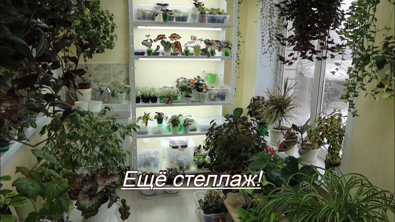 Изменения в зимнем саду - ещё один стеллаж! Видео - болталка!