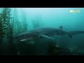 Окно дикой природы - Взгляд в глубину / Wild Window: Beneath the Sea | 4K |