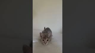 Kitty’s first selfie #kitty #cat #cute #funnycats #pets