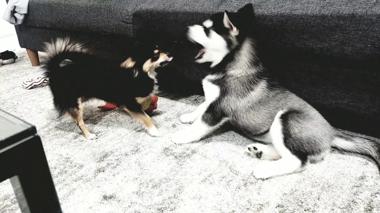 Siberian Husky Puppy Vs Long Haired Chihuahua Part1 Youtube