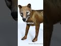 El lobo marsupial