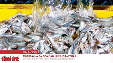 Trúng mùa cá cơm săn nhưng lãi thấp