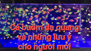 Cá cánh buồm dạ quang và những điểm cần lưu ý khi nuôi