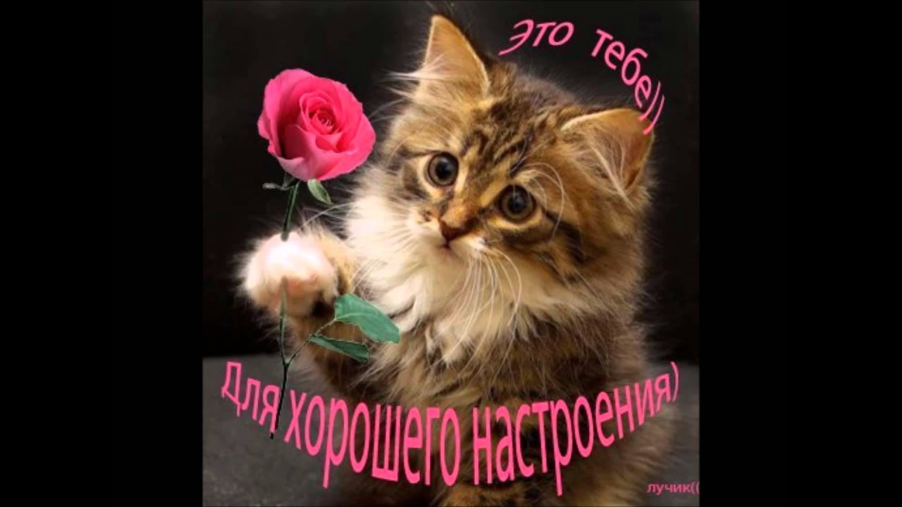 Ваши любимые Любимые киски