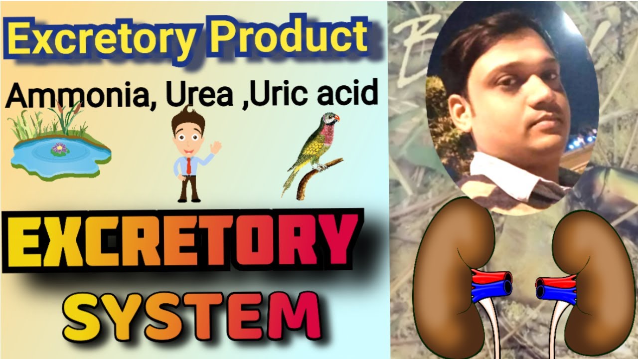 EXCRETORY SYSTEM Excretory Product ,Ammonia,Urea,Uric Acid. YouTube