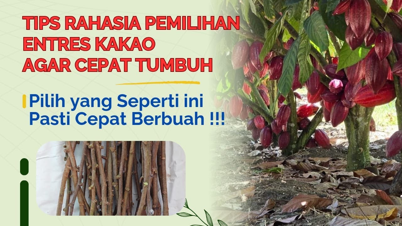 Pemilihan Entres Kakao