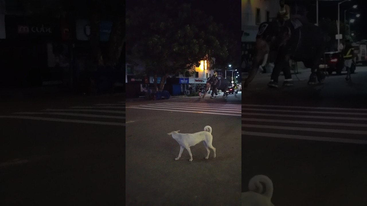 നിന്നോട് ആരുപറഞ്ഞു എന്റെ ഫ്രൈമിൽ കയറിനിൽക്കാൻ 😱😱#shortsfeed #shorts #viral #shortvideos #shortvideos