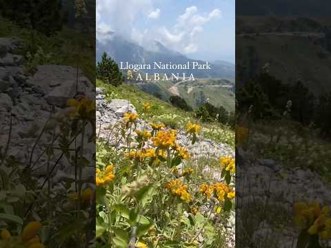 Llogara National Park in Albania #albania #visitalbania