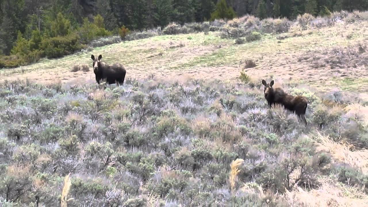 Mooses! YouTube