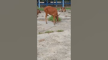Anak sapi lucu, lembu jinak #shorts #cow #lembu #conbò