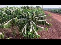 Florada do Café Robusta em Rondônia