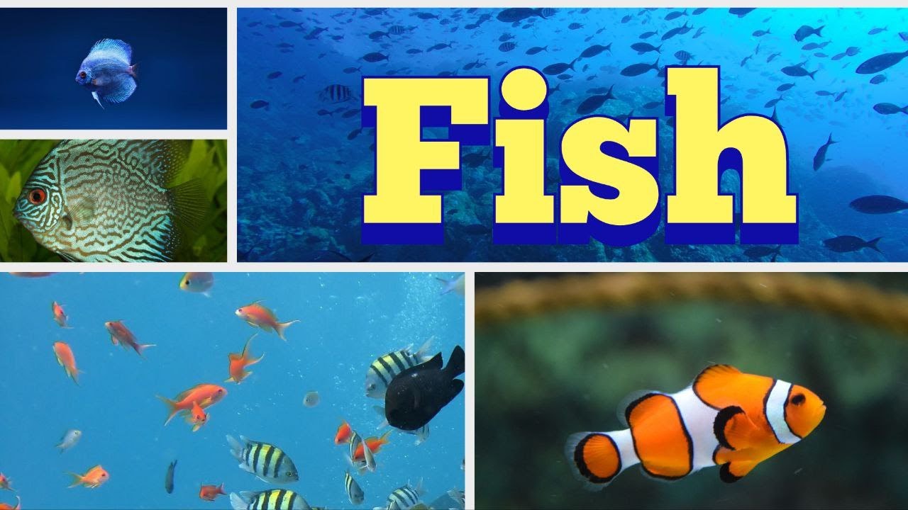 Secrets of the water depths. Разновидность морских обитателей. Sea fish for children.