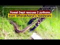 Forest dept rescues 2 pythons from uttarakhands haldwani