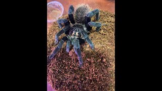 Xenesthis Immanis Rehouse