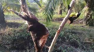 Pikat segala jenis burung paling ampuh.