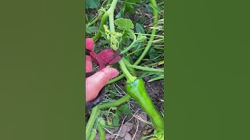 Water shoot pruning technique for pumpkin plants #farming #shorts